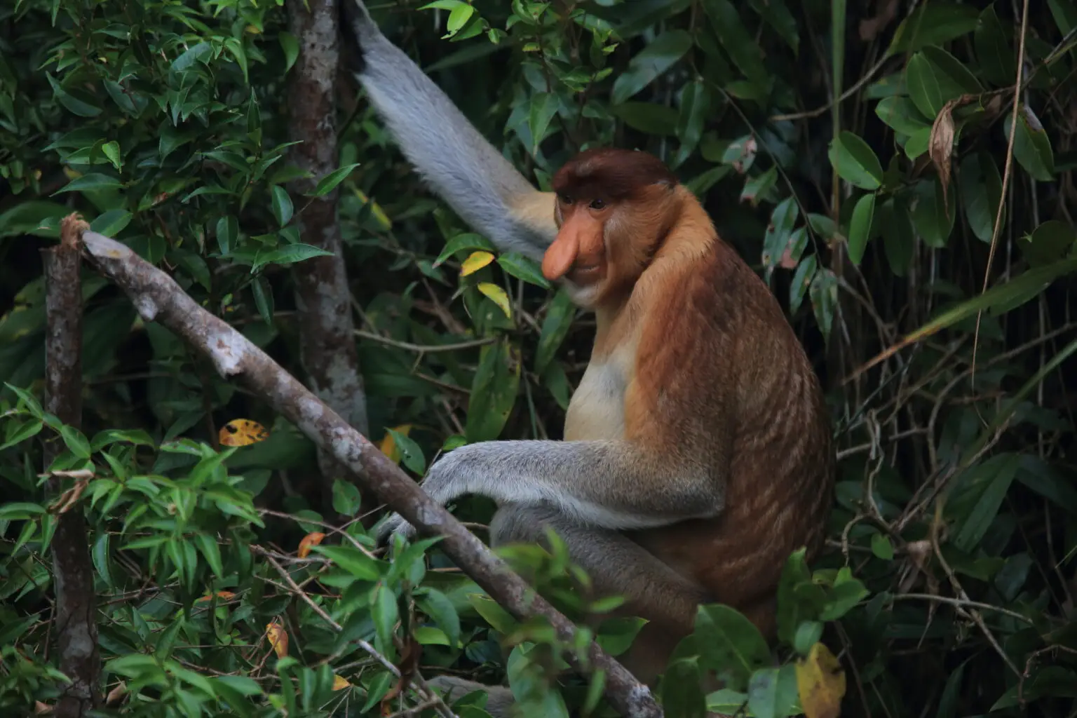 Male proboscis monkey (bekantan), Kalimantan. Endemic to Borneo, and therefore west of the line: a primate, fauna of Asian affinity.© Wonderful Indonesia
