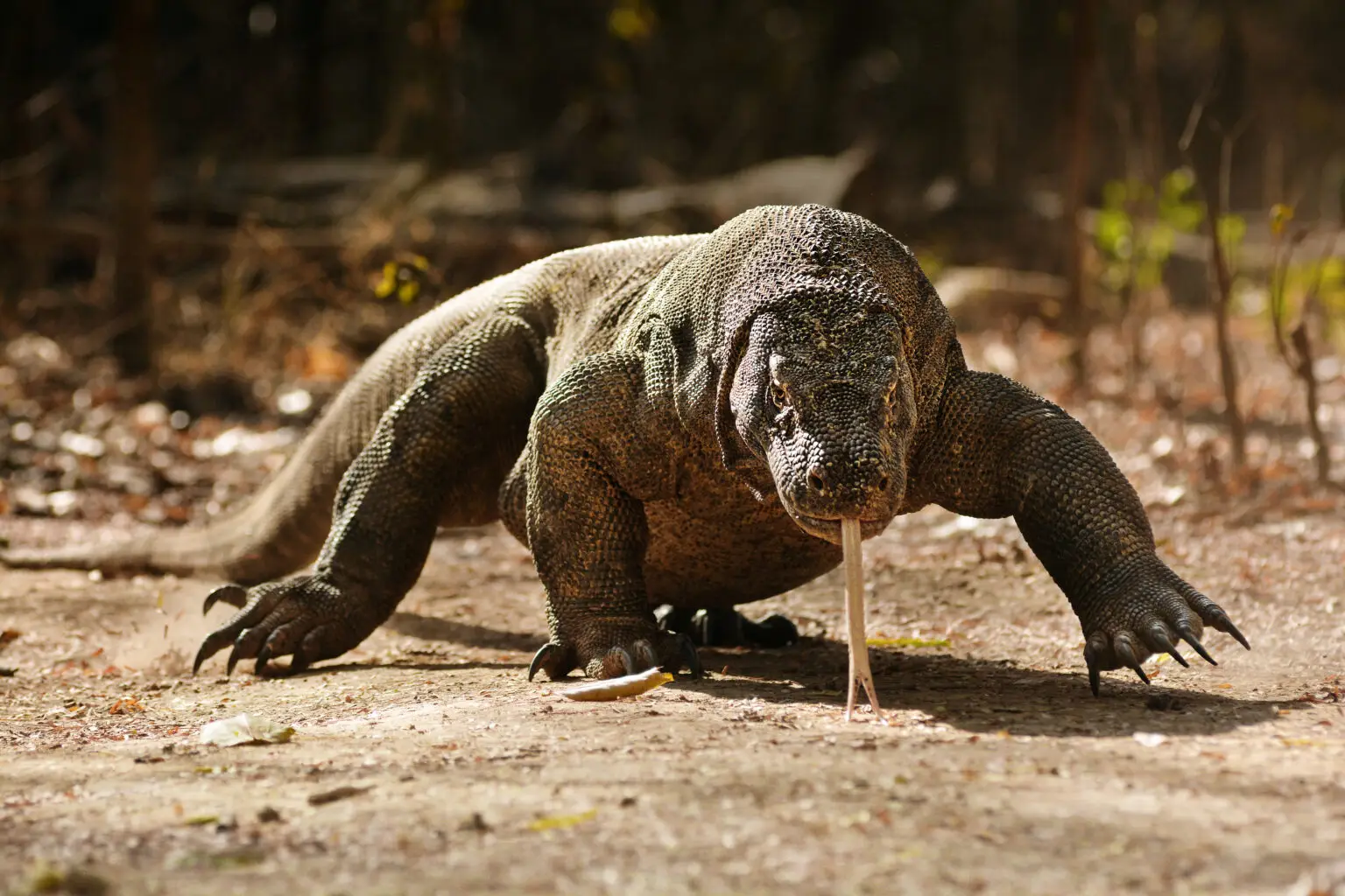 Komodo dragon, Komodo National Park. An animal that came from Australia 900,000 years ago and remained a prisoner of Wallacea.© Wonderful Indonesia