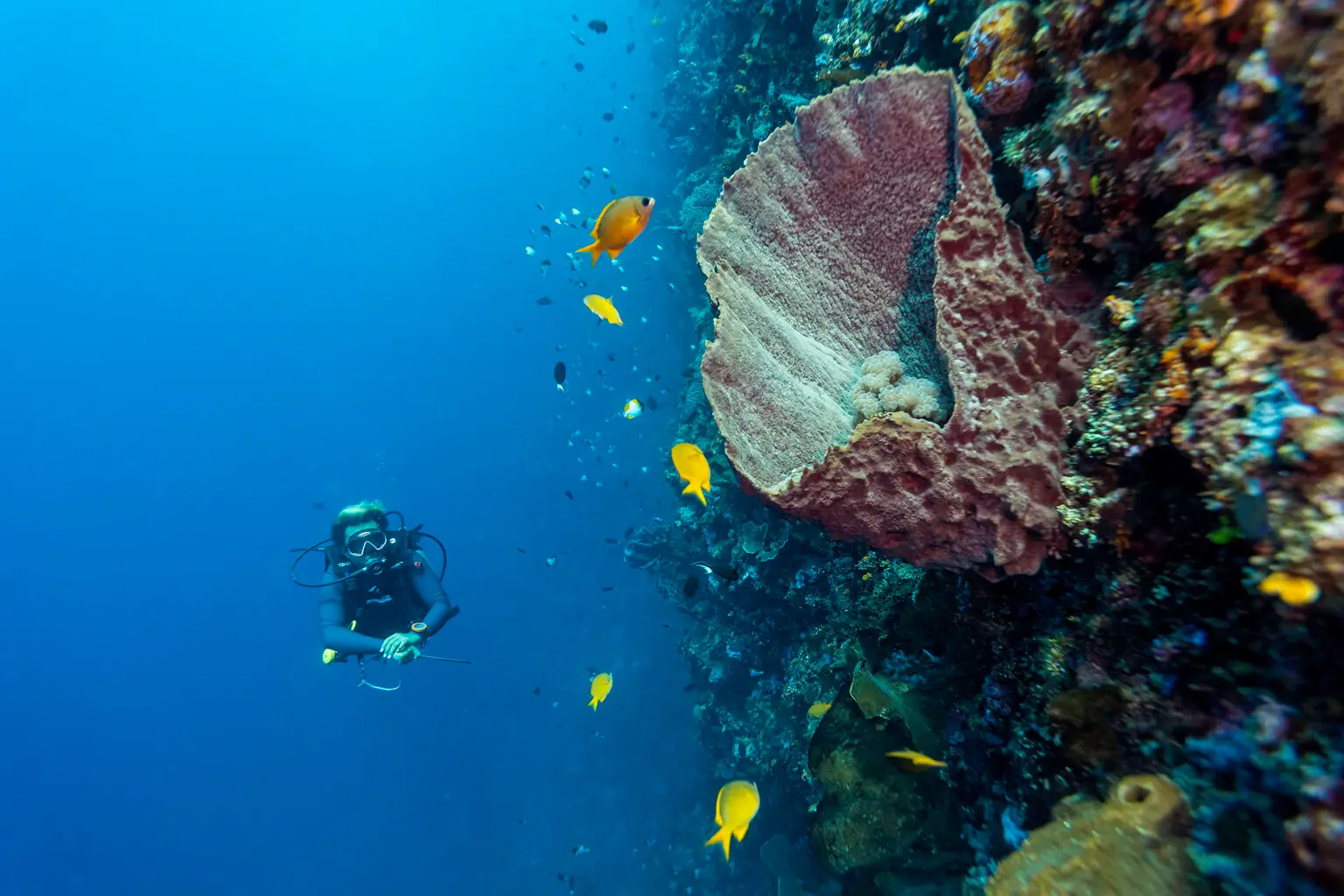 Barrel sponge on a drop-off, Sulawesi Sea.© Wonderful Indonesia
